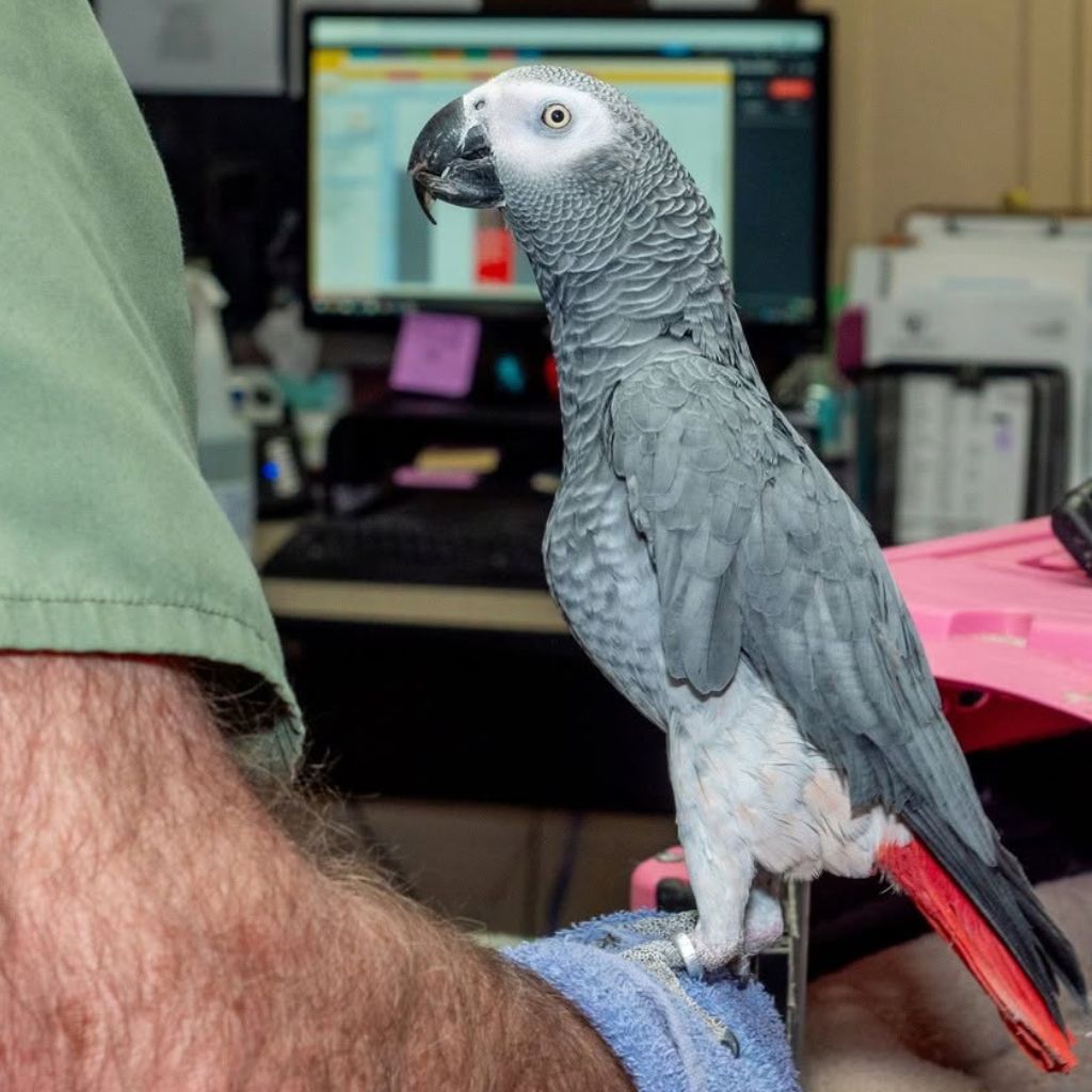 doctor examining a parrot