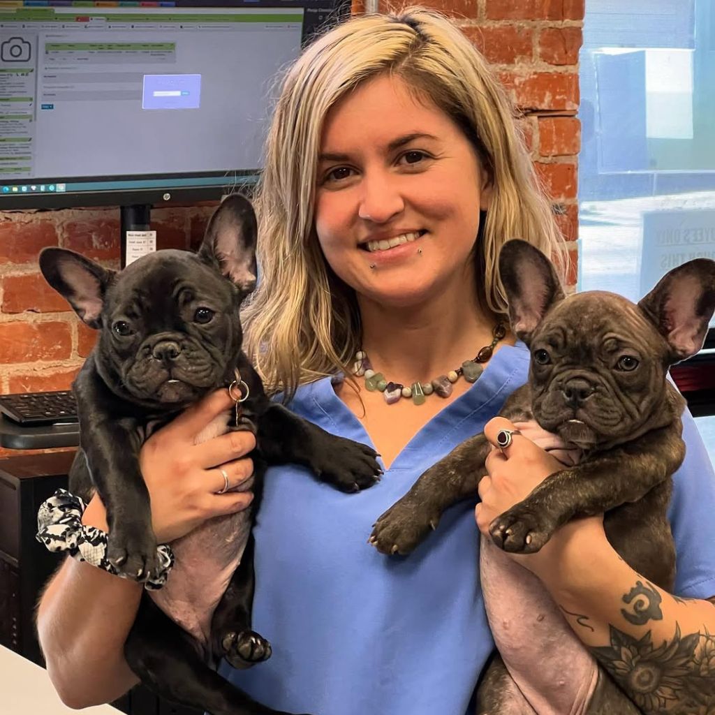 vet assistant holding two pugs