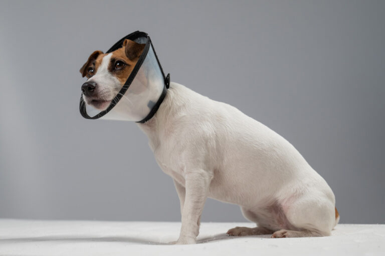 dog in a cone collar after surgery